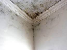 Professional Mold Inspection in Gillespie, IL