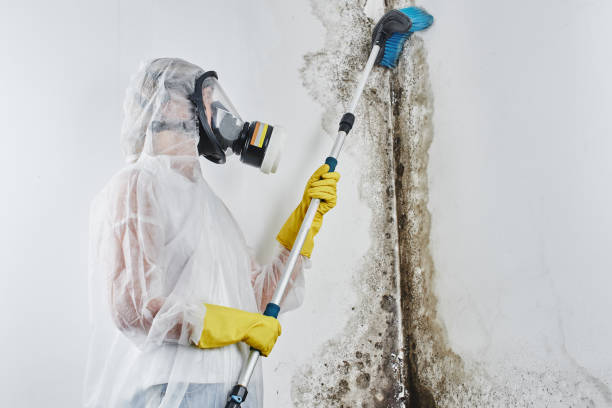 Why You Should Choose Our Mold Remediation Services in Gillespie, IL