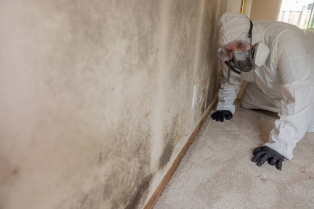 Mold Remediation for Rental Properties in Gillespie, IL